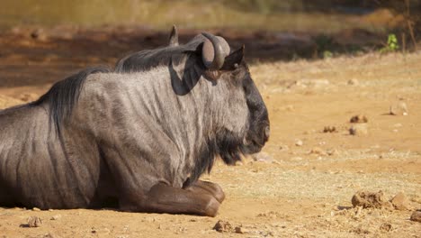 Lonely-blue-wildebeest-lies-in-sand,-ruminating-tough-savannah-vegetation,-close-up