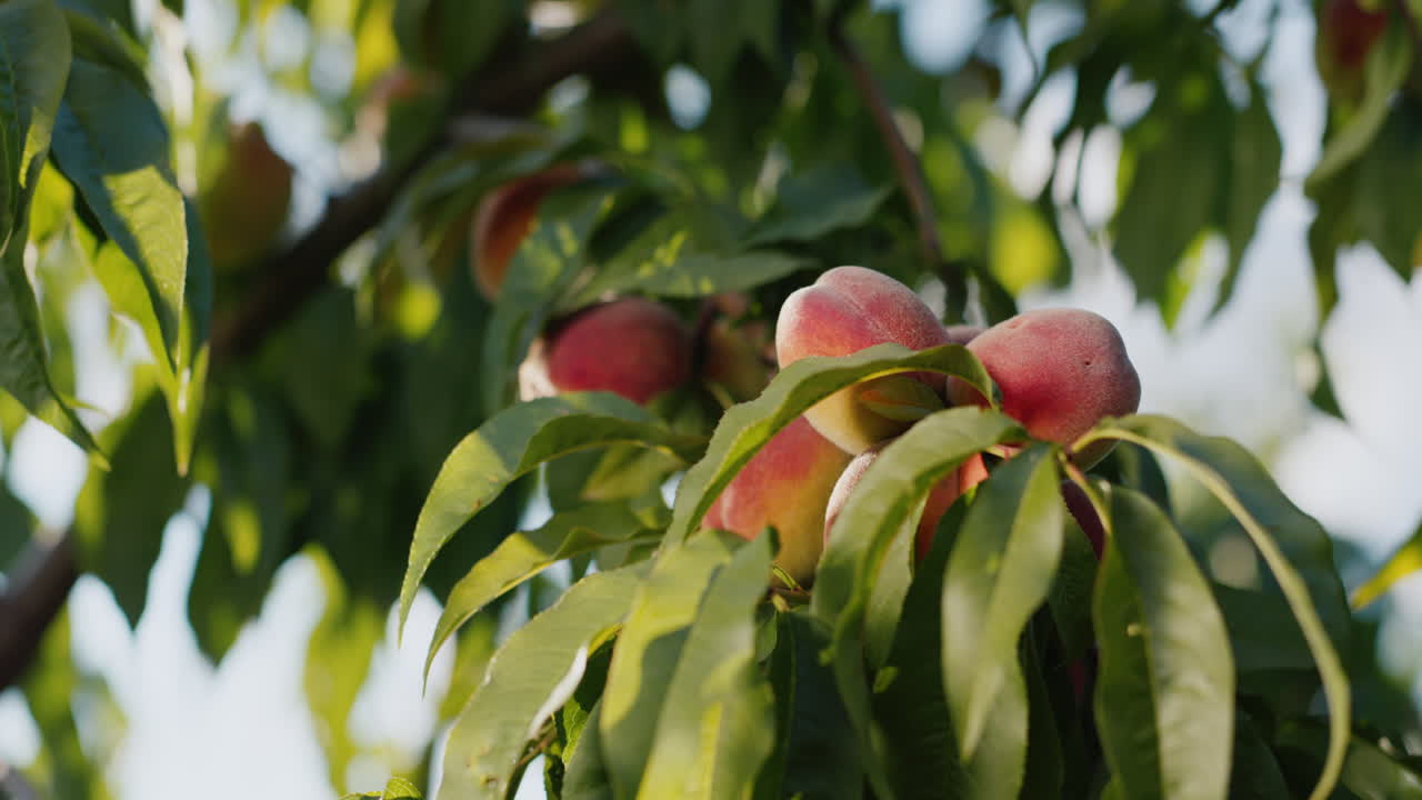 varios melocotones maduran en una rama de árbol