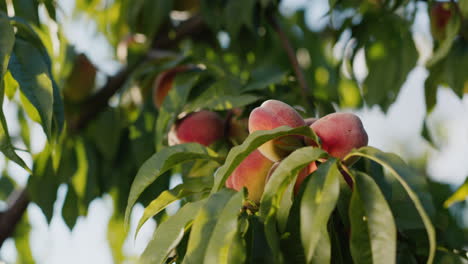 several peaches ripen on a tree branch