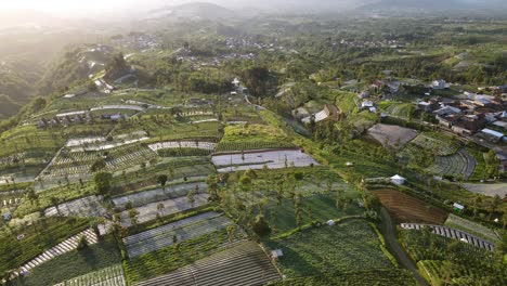 fly over large vegetable plantation in early morning on the highland