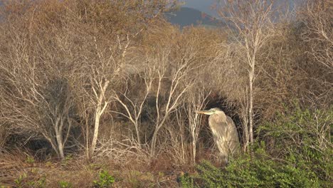 A-great-blue-heron-stands-in-a-wetland-in-the-Galapagos-Islands-2