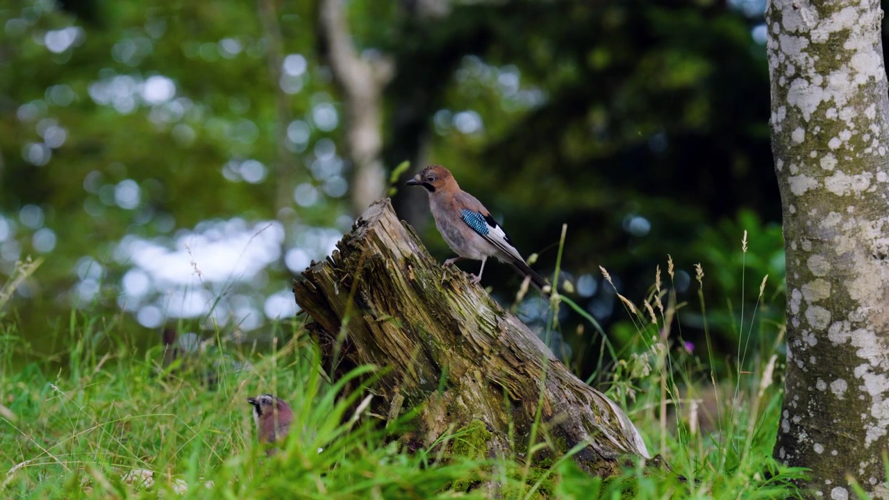 Ghiandaia eurasiatica nel suo habitat naturale nella foresta a Gorski Kotar, Croazia - primo piano