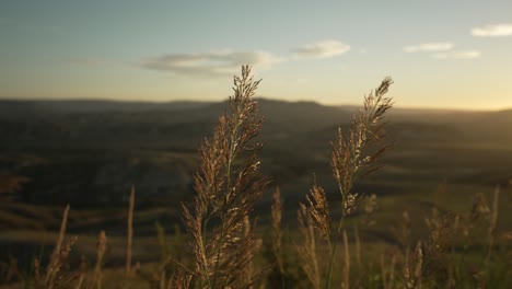 Langsame-Schwenkaufnahme-Von-Heu,-Das-Im-Wind-Weht,-In-Zeitlupe-Mit-Einem-Sonnenaufgang-Im-Hintergrund-In-4K