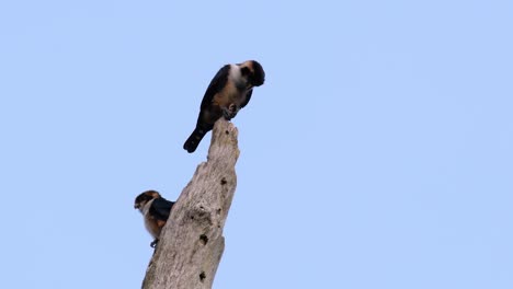 黑腿鷹 (black-thighed falconet) 是亞洲一些國家森林中最小的捕食鳥之一