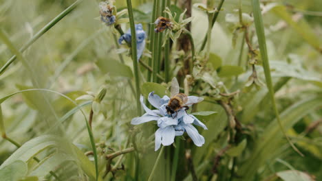 Bee-flying,-landing-onto-flower