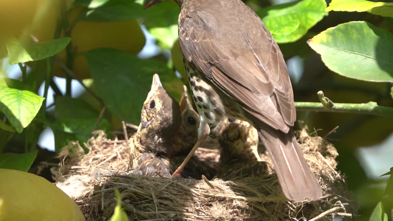 True thrush bird in nest feed babies chicks