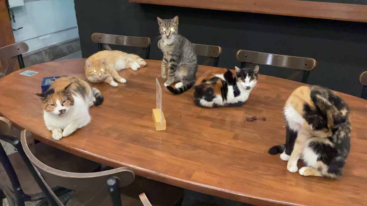 Five street cats on a restaurant table at Istanbul,enjoying being inside on a cold day.Two of them grooming themselves peacefully.