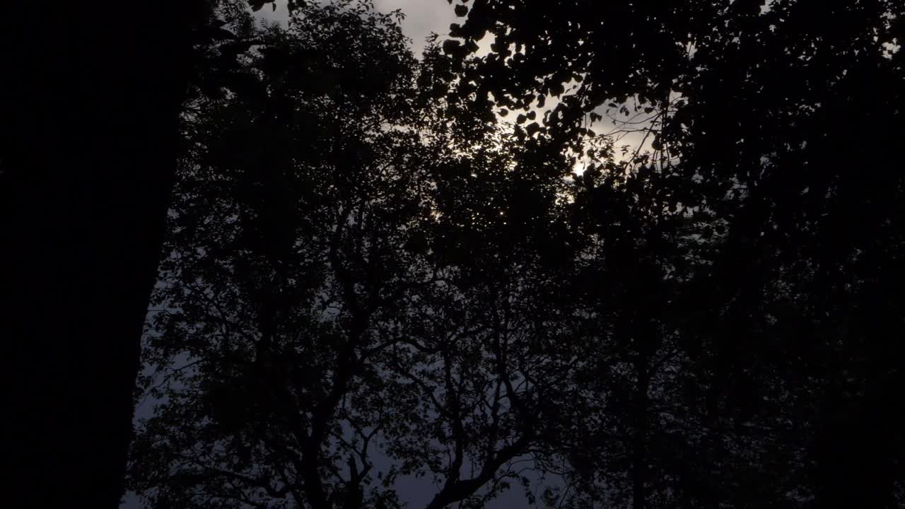 Eerie dark woodland wide shot