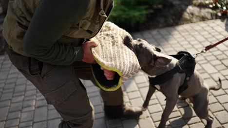 Zytologe-Hund-Beißt-Und-Klammert-Sich-Während-Des-Trainings-An-Die-Hand-Des-Verbrechers,-Zeitlupe