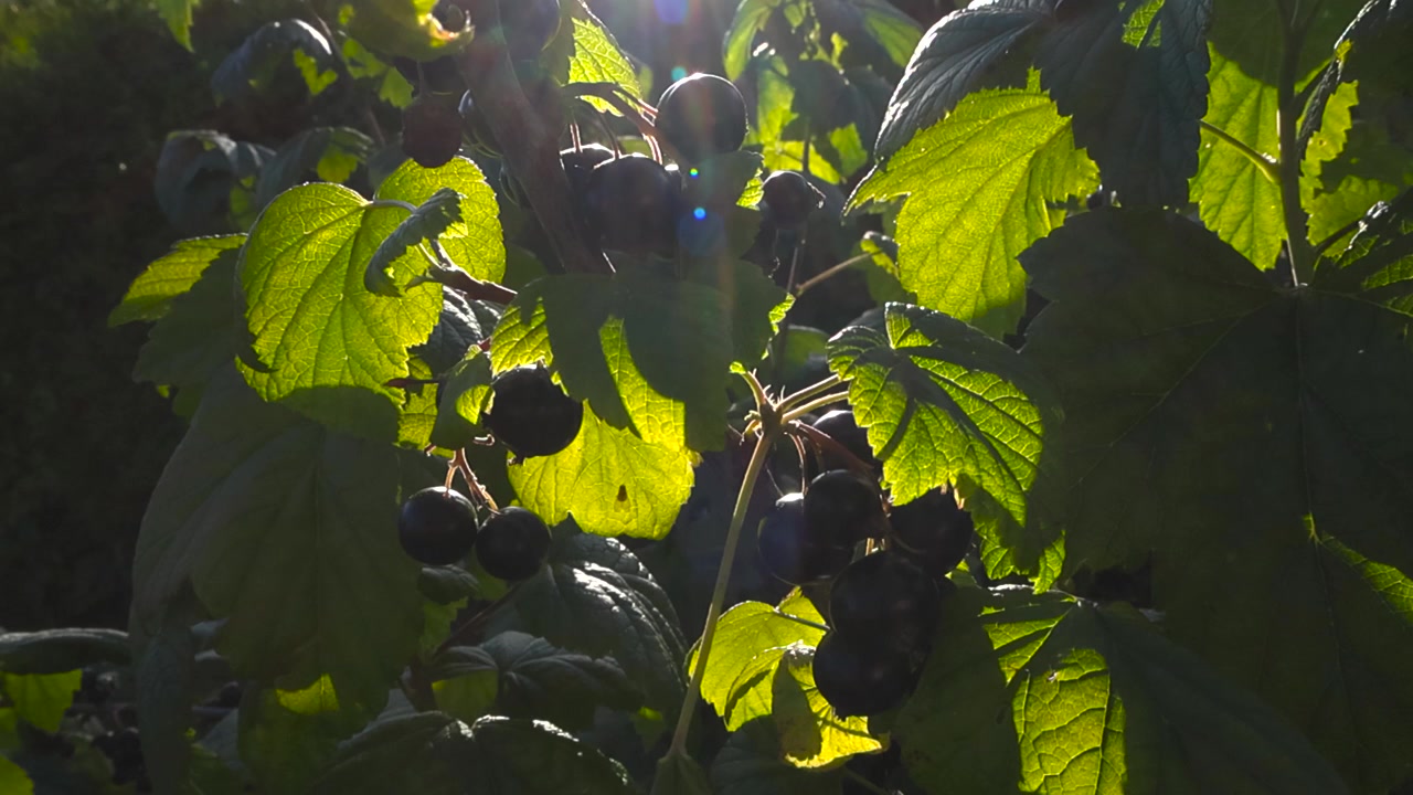 Primo piano di un cespuglio di ribes nero con bacche mature e succose appese ai rami, retroilluminato dal sole splendente, che crea bellissimi bagliori dell'obiettivo e mette in risalto le foglie verdi vibranti