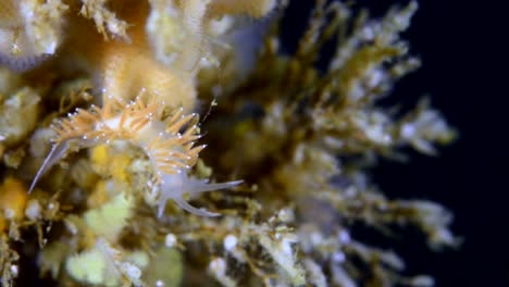 nudibranquio de color salmón durante una inmersión en agua fría en percé, québec, canadá