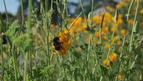 Bumble-bee-taking-off-from-yellow-california-poppy-plant-slow-motion