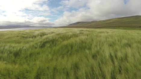 wind moves grass fields in iceland