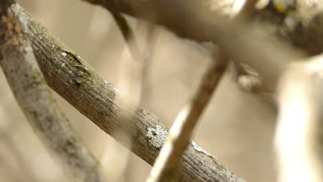 Black-Throated-Blue-Warbler-Hiding-Among-Branches-and-Takes-Off,-Close-Up