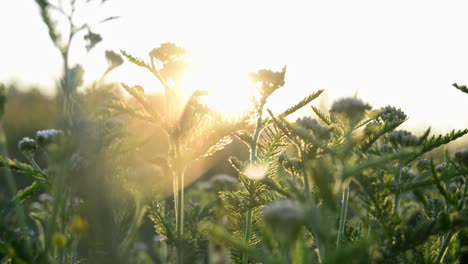 Imágenes-Deslizantes-De-Plantas-Verdes-Con-Un-Bonito-Bokeh-Cinematográfico-Con-Algunas-Erupciones-Solares