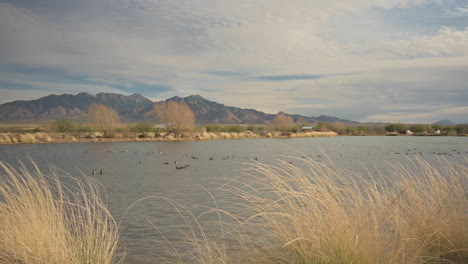 canoa ranch pond in green valley, arizona