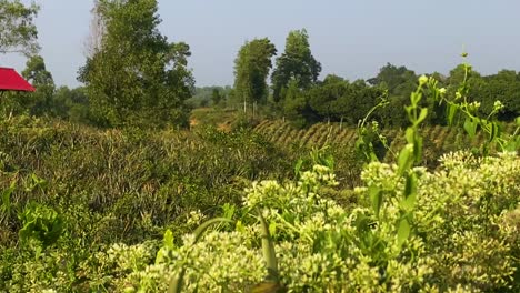 establisher pan showing organic pineapple garden field farm in bangladesh