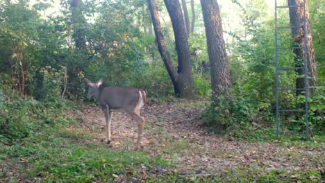 white tail deer - doe slowly and cautiously walks along trail in the woods in the midwest in late summer
