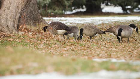 canadian goose gets territorial in a park when another in the flock gets too close