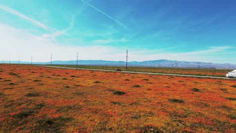 Wildflowers-bloom-in-the-southern-California-grasslands-in-spring---aerial-flyover