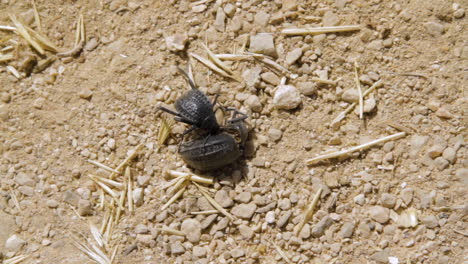 un escarabajo negro comiendo otro escarabajo en la naturaleza