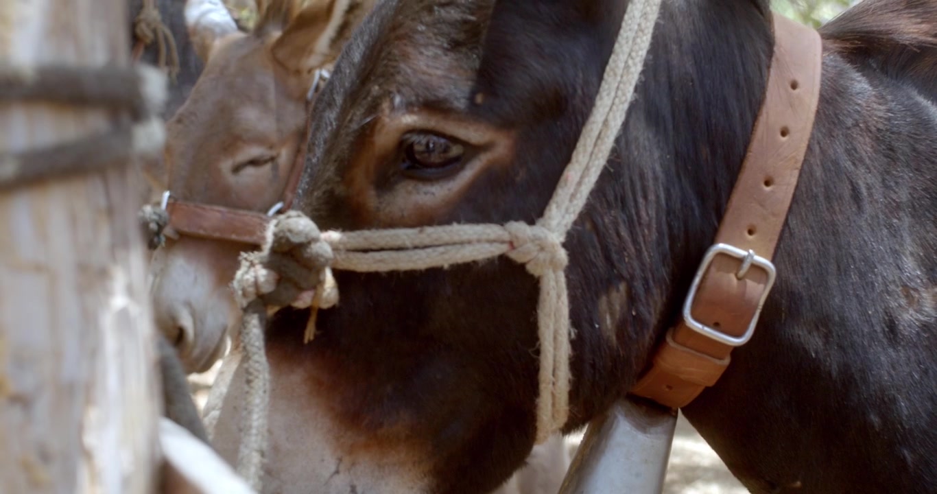 Primo piano di un asino legato con una corda in un ambiente rustico di fattoria nella campagna brasiliana.