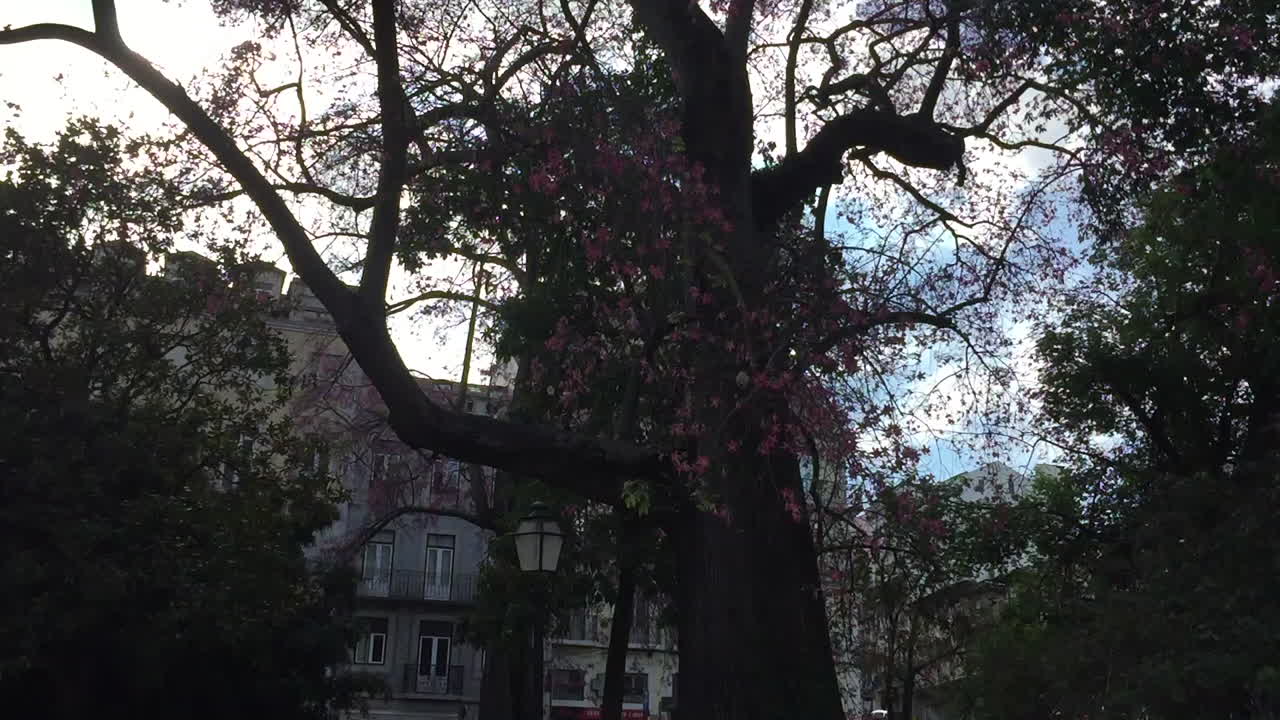 Trees at Praça da Alegria