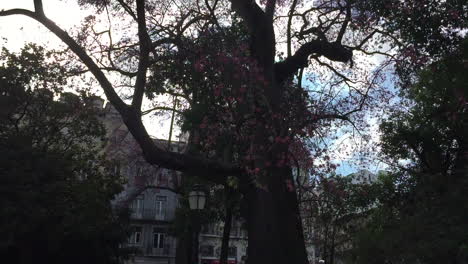 trees at praça da alegria