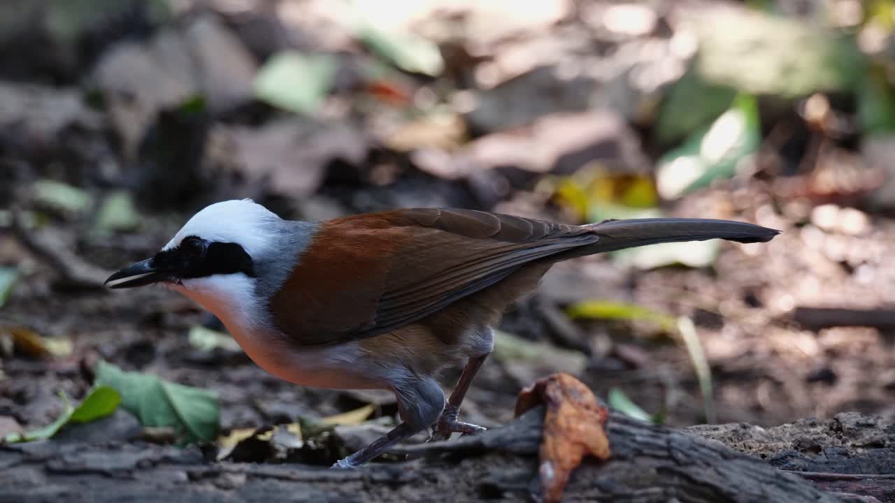 mirando hacia la izquierda alimentándose de frutas caídas en lo profundo del bosque, la risa de cresta blanca garrulax leucolophus, tailandia