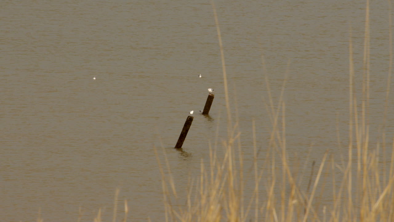 gaviotas blancas, gaviotas encaramadas en las defensas marinas abandonadas en happisburgh en marzo de 2024