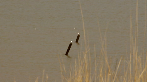 white-gulls,-seagulls-perched-on-derelict-sea-defences-at-Happisburgh-in-March-2024