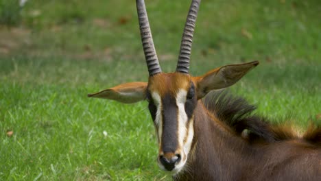 close-up detail shot of the listening ears of a sable antelope