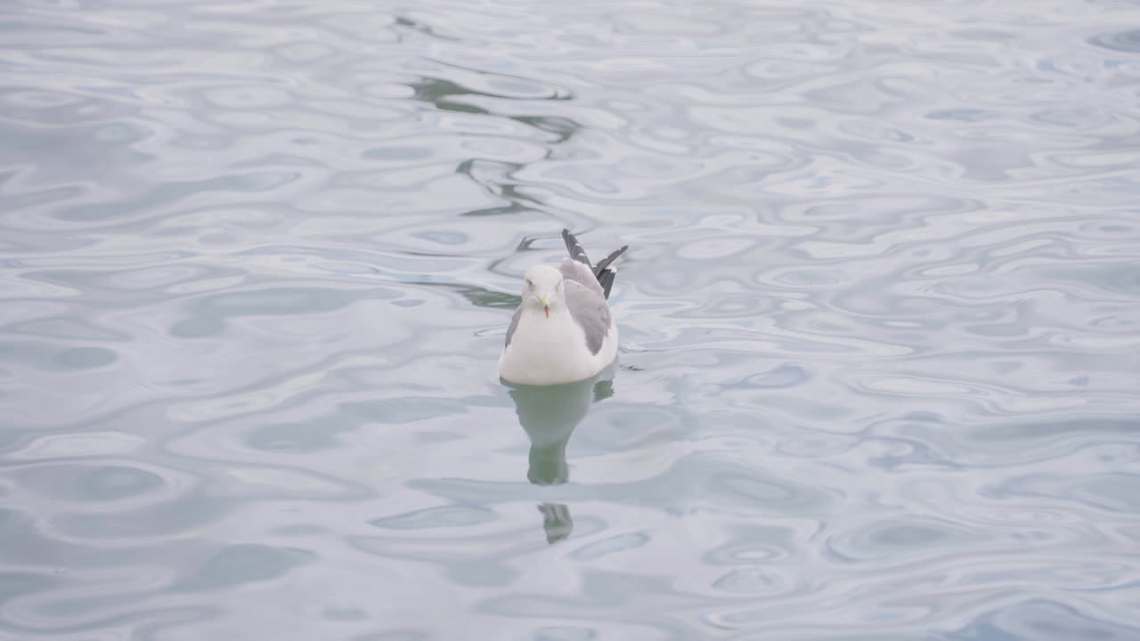 일본 센다이 근처 바다에 떠 있는 갈매기의 전망 - 높은 앵글 샷