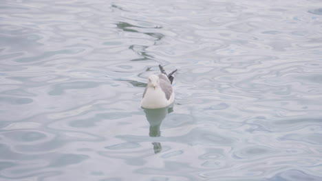 Vista-De-Una-Gaviota-Flotando-En-El-Océano-Cerca-De-Sendai,-Japón---Tiro-De-ángulo-Alto