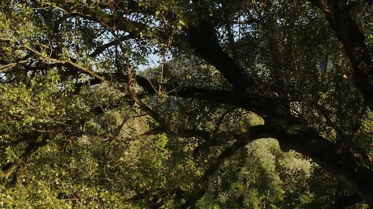 Enorme albero con rami estesi e folto fogliame vicino a Weesen, a See-Gaster, Cantone di San Gallo, Svizzera. Ripresa aerea in allontanamento.