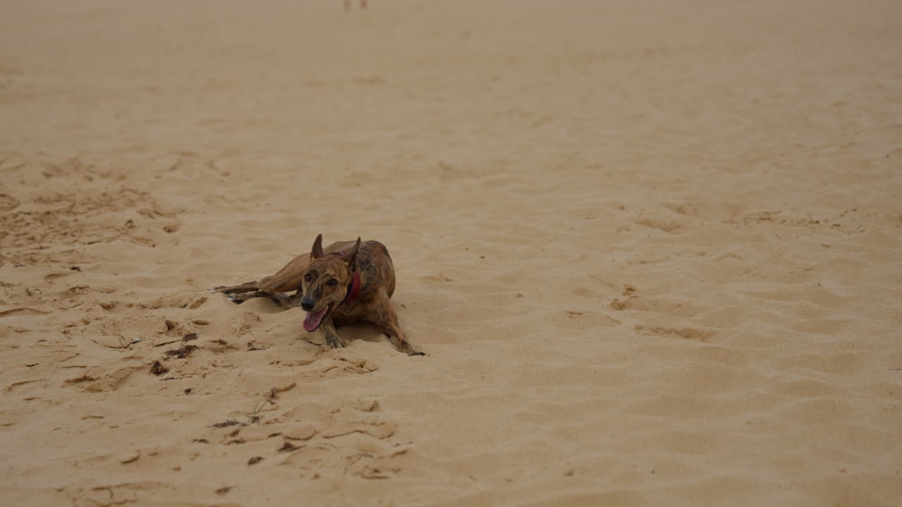 A graceful Whippet dog enjoying an outdoor moment, showcasing its sleek and energetic nature. Perfect for themes of pets, animals, and outdoor activities.