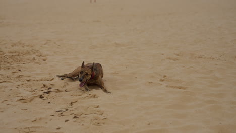 a graceful whippet dog enjoying an outdoor moment, showcasing its sleek and energetic nature. perfect for themes of pets, animals, and outdoor activities.