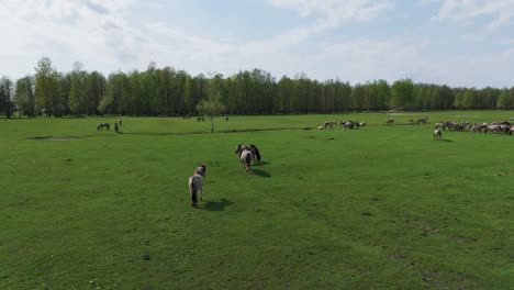 Wild-Horses-and-Auroxen-Cows-Running-in-the-Field-of-Pape-National-Park,-Latvia