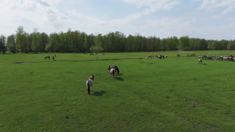 wild horses and auroxen cows running in the field of pape national park, latvia