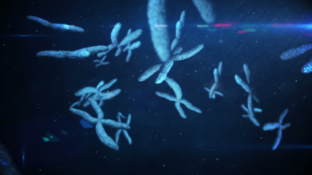 움직이는 염색체의 애니메이션