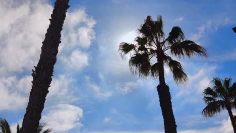 commercial airplane flies over palm trees in fuerteventura, canary islands, spain