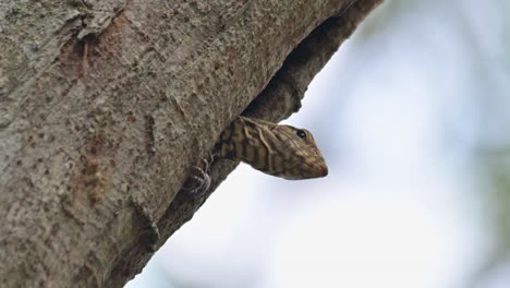 Looking-out-with-its-claws-anchored-on-the-mouth-of-its-burrow-as-the-camera-zooms-out,-Clouded-Monitor-Lizard-Varanus-nebulosus,-Thailand