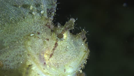 white leaf scorpionfish  close up at night