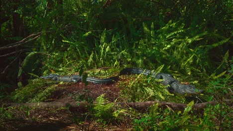 Dos-Caimanes-En-Los-Famosos-Everglades-De-Florida,-Cerca-De-Miami,-Yacen-Uno-Al-Lado-Del-Otro-En-Los-Helechos-Verdes-Rodeados-De-Manglares-De-Hojas-Verdes-Y-Pantanos