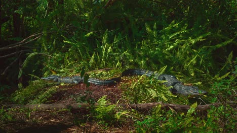 dos caimanes en los famosos everglades de florida, cerca de miami, yacen uno al lado del otro en los helechos verdes rodeados de manglares de hojas verdes y pantanos