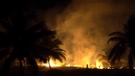 wide angle panning to left showing jungle fire at night with smoke, ash, and palm trees