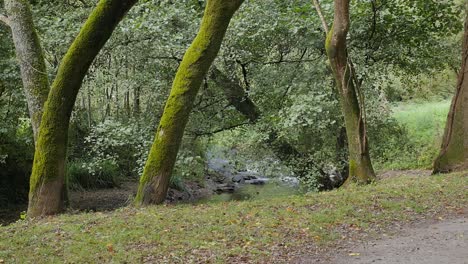 Skinny-and-Mossy-Trees-in-front-of-Narrow-Lovely-River,-Static-Shot