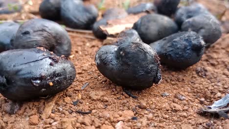 acercar el zoom en el disparo de nueces de caju quemadas en el suelo de tierra