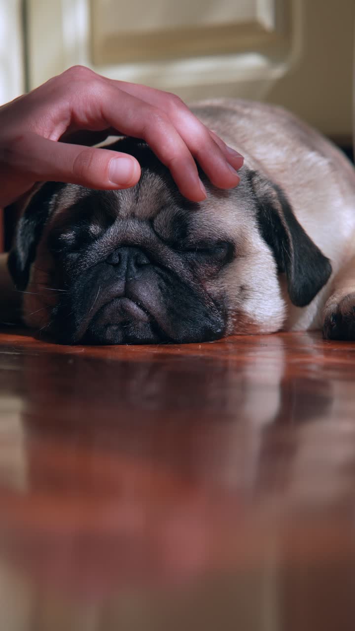 la mano tocando a un pug dormido en una mesa