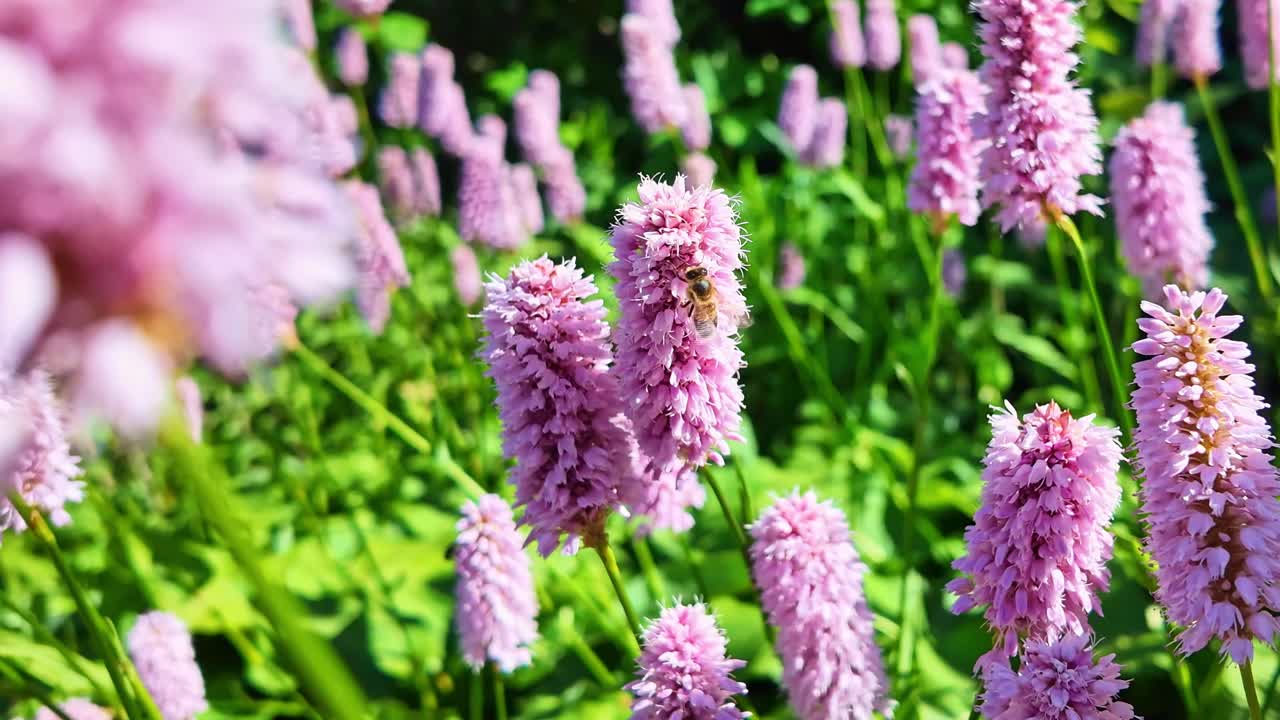 Bees actively buzzing and flying around numerous vibrant pink bistort (Bistorta officinalis) flower spikes in sunny garden setting